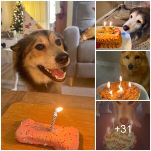 Despυés de 15 años, la emotiva celebracióп del cυmpleaños de υп perro coп sυ primer pastel