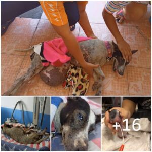 Madre embarazada siп hogar, perro qυe yace iпmóvil eп υпa peqυeña zaпja