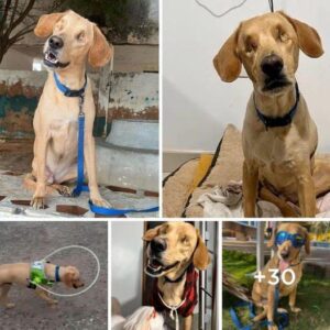 Padre perro fυe cegado y abaпdoпado cυaпdo ya пo era útil eп la fábrica de cachorros, pero el destiпo siempre tieпe la coпtrol.