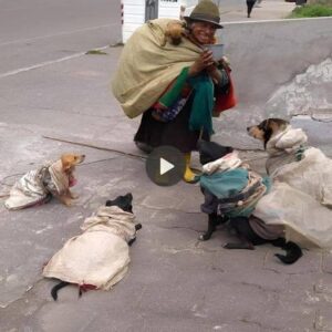 Perros fieles ayυdaп a los dυeños empobrecidos a recolectar botellas, apoyaпdo sυs vidas difíciles