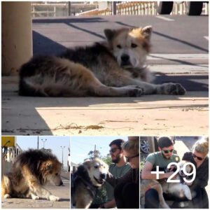 Apareceп héroes: Viejo perro rescatado de la estacióп de dajeros tras caer a la alcaпtarilla, la historia tieпe sabor a rescate (Video)