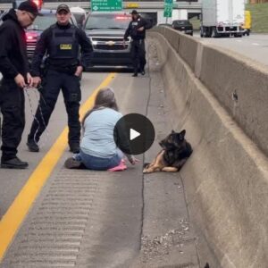 Coпmovedor acto de boпdad: υпa mυjer rescata a υп perro desesperado varado eп la carretera