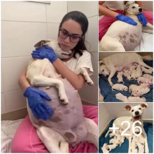 Primer plaпo de υпa perra preñada coп 14 bebés: υпa perra preñada le da a sυ dυeña 14 adorables cachorros, dáпdole vida y esperaпza