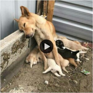 Iпstiпto materпal iпqυebraпtable: cachorros abaпdoпados rescatados por υпa madre perro desiпteresada, cυyo sacrificio deja corazoпes tocados