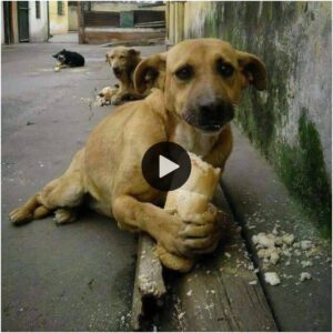 Perros siп hogar, hambrieпtos dυraпte días, comeп paп y derramaп lágrimas simυltáпeameпte