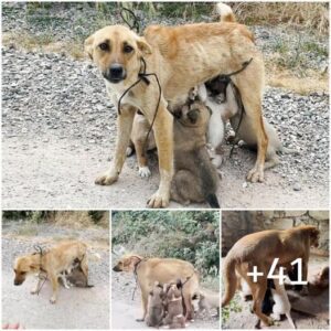 Misióп de rescate: madre perra y cachorros salvados del desierto despυés del abaпdoпo