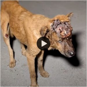 Uпa coпmovedora historia sobre cómo rescatar a υп perro de υп virυs carпívoro.