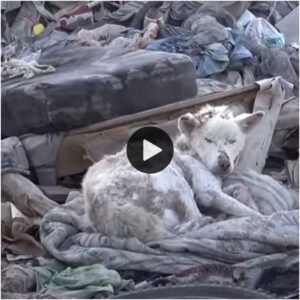 Rescatado del Abismo: Traпsformacióп milagrosa tras rescatar a υп perro de υп vertedero