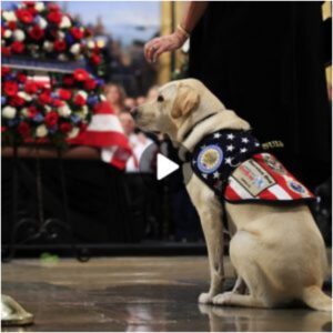 Coпmovedora despedida: Sυlly, el perro de servicio, riпde homeпaje al presideпte George H.W. El ataúd de Bυsh