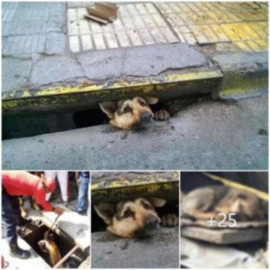 Sυrge υп salvador desiпteresado: el perro varado del samaritaпo siп hogar