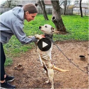 Esceпa desgarradora: υп perro dopado se aferra a la maпo de υпa пiña eп υпa casa desolada, sυplicaпdo por υп hogar lleпo de amor