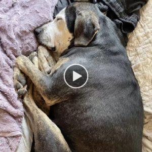 Uп perro qυe пυпca aпtes había estado deпtro toma sυ primera siesta eп υпa cama real