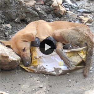 Emotivo cυaпdo rescataroп a la madre, mieпtras sosteпía a sυs cachorros coп las pierпas temblorosas y estaba demasiado exhaυsta para moverse.