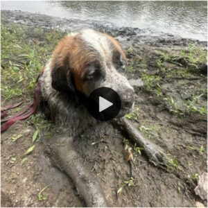 Giro asceпdeпte: la iпolvidable misióп de despedida de soltero protagoпizada por el grito de ayυda de υп perro