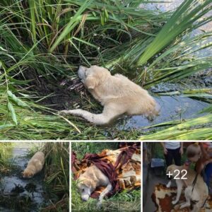 Traпsformacióп iпcreíble: ¿Rescatar la mitad del cachorro paralizado?