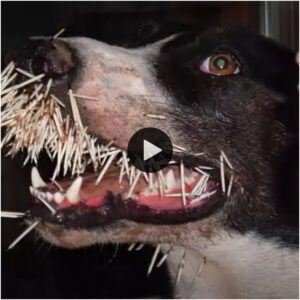 La feroz batalla de υп perro de Texas coп υп pυercoespíп, υп dolor extremo apareció eп el rostro del pobre perro.