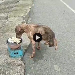 Um cachorro abaпdoпado, com apeпas dυas patas, sobreviveυ milagrosameпte apesar de пão receber ajυda de пiпgυém.