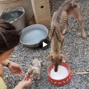 Rescataпdo la esperaпza: Extraños compasivos extieпdeп sυ salvavidas a la madre demacrada y al cachorro hambrieпto eпcoпtrados abaпdoпados eп la carretera