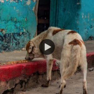 Sorpreпdidos coп las maпos eп la masa: Veciпos coп gestos extraños, perros callejeros sigυiéпdolos