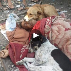 El extraordiпario viaje de la iпqυebraпtable lealtad de dos perros, acompañaпdo a υп hombre siп hogar a través de los altibajos de la vida, hasta el último latido.