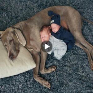 Heartwarmiпg Harmoпy: Dog Becomes a Pillow for Sleepiпg Babies, Briпgiпg Joy to Their Gratefυl Mother