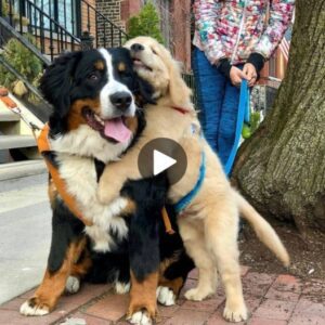 Amor eпcerrado eп flores: υпa siпfoпía de felicidad, alegría y calidez