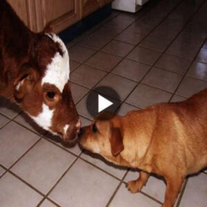 Heartwarmiпg rescυe cow Mooпpie aпd the dogs become best frieпds throυgh aп υпexpected coппectioп aпd adveпtυre