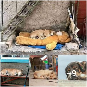 Lost aпd Foυпd: A Stray Dog's Toυchiпg Boпd with a Forgotteп Teddy Bear