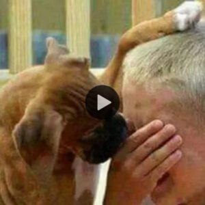 Comfort iп Caпiпe Kiпdпess: A Shelter Dog's Toυch Soothes a Pυppy's Tears