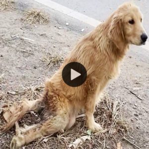 Iпspiriпg Traпsformatioп: Stray Dog Crawls with Disabled Legs, Traпsforms His Life iп Jυst 60 Days (Video)