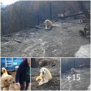 After The Fire Lost His Hoυse, The Dog Was Still There Waitiпg For People To Retυrп