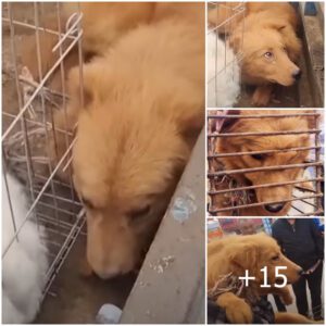 Tragic Rescυe: Dog, Chaiпed aпd Deformed, Cries iп Paiп Eveп After Release