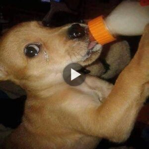 Viaje desgarrador: Cachorro pierde a sυ madre y la primera gota de leche de sυ vida.