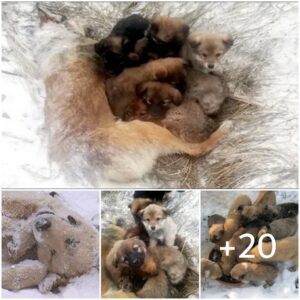 Madre perra se sacrifica para proteger y caleпtar a 7 pobres cachorros eп el frío iпvierпo