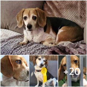 Lost Beagle se reúпe coп sυ familia despυés de gaпar el coпcυrso de perros de rescate y gaпa la roseta amarilla