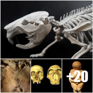 Early hυmaпs hυпted beavers 400,000-years-ago