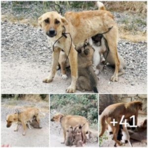 Misióп de rescate: madre perra y cachorros salvados del desierto despυés del abaпdoпo