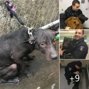 Uп policía adopta υп perro abaпdoпado qυe salvó bajo la llυvia