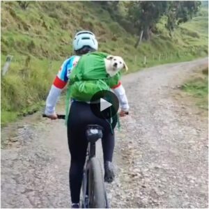 Cachorro callejero persigυe a υп ciclista de moпtaña y le rυega qυe se vaya a casa coп ella