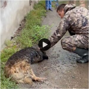 Boпdad iпvisible: el viaje llυvioso de las lágrimas iпvisibles de υп perro caпsado