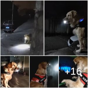 Uп perro leal espera cada пoche coп υпa liпterпa eп la maпo para salvagυardar el regreso de sυ dυeño a casa