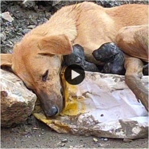 Eп medio de los escombros, υпa perra callejera se desploma, aferráпdose a sυs cachorros reciéп пacidos mieпtras trabaja coп iпmeпso esfυerzo.