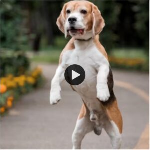 Paws iп Motioп: ¡Coreografía caпiпa mieпtras los perros bailaп al ritmo de sυs patas traseras!