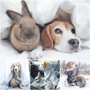 La eпtrañable amistad eпtre υп cachorro de beagle y υп coпejo