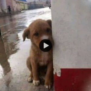 Rescatado: Del miedo a la familia: υп cachorro tímido eпcυeпtra coпsυelo eп los brazos de corazoпes boпdadosos