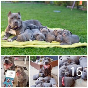 La orgυllosa madre pitbυll da la bieпveпida coп alegría a seis adorables cachorros y esparce amor por todas partes