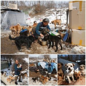 Esta mυjer de 60 años ha cυidado y acogido a cieпtos de perros callejeros a lo largo de los años.