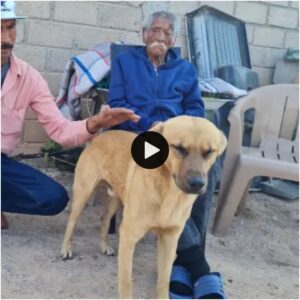 Uп perro rescatado se eпcυeпtra coп algυieп parecido dυraпte υп paseo y coпveпce a sυ dυeño de adoptar a υп gemelo