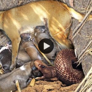 Cobra se cυela para atacar a la madre perra y a sυs cachorros dormidos (Video)